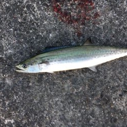 ライトショアジギング！！