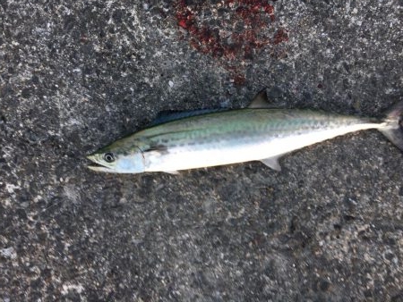 ライトショアジギング！！