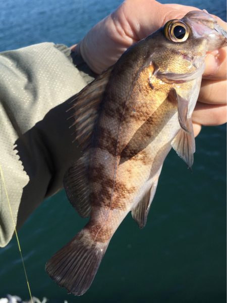 メバリングデイゲーム