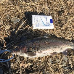 トラウトたくさん釣れた