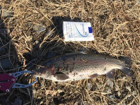 トラウトたくさん釣れた