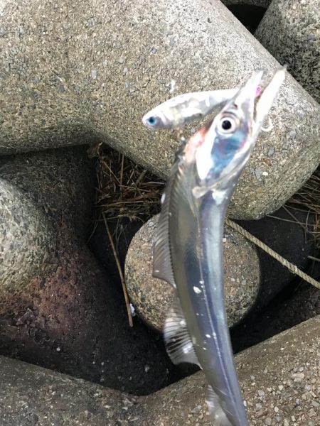 タチウオばかり(T . T)