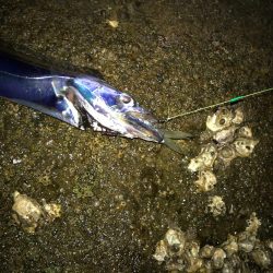 とりあえず秋イカ確保！