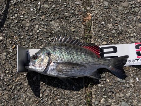 相変わらず渋い