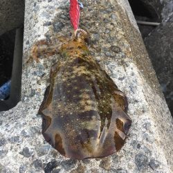 久しぶり泉南エギング