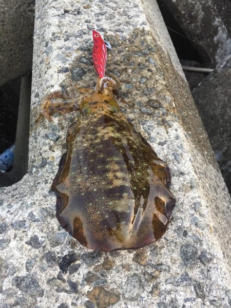 久しぶり泉南エギング