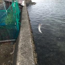 エソ エソ エソ エソ