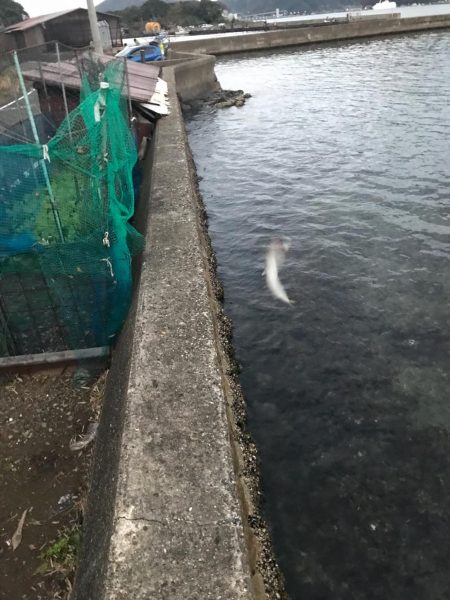 エソ エソ エソ エソ