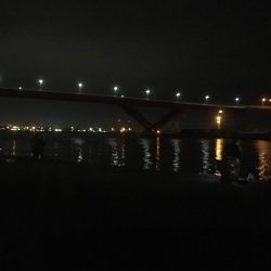 イワシと太刀魚