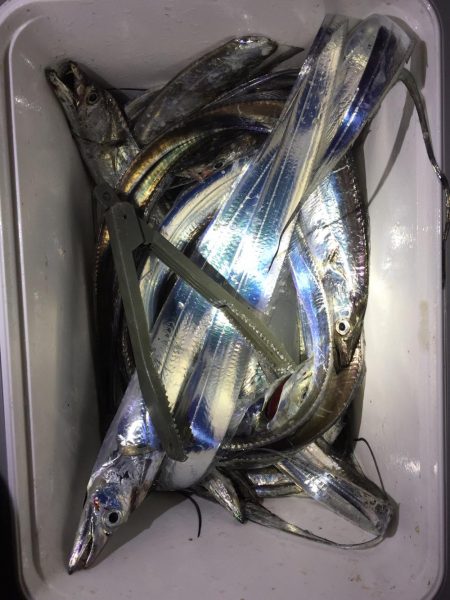 タチウオ爆釣！キモはレンジ。