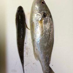 カワハギ・穴子・グチ・ハゼ