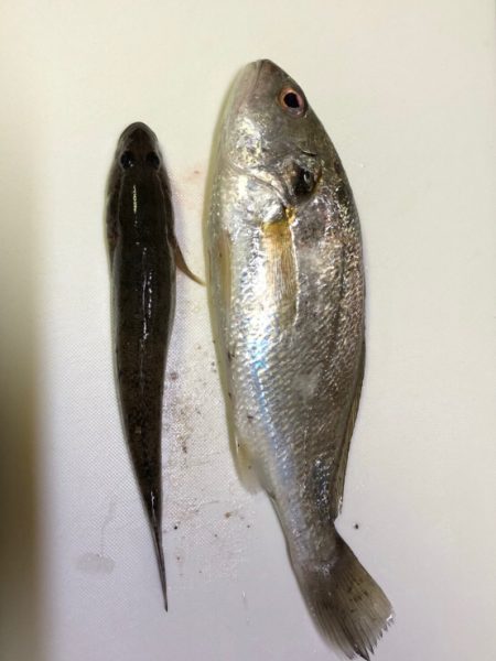 カワハギ・穴子・グチ・ハゼ