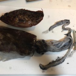 オールナイトエギング