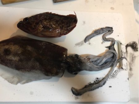 オールナイトエギング