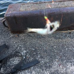 アジの刺身が食べたくて