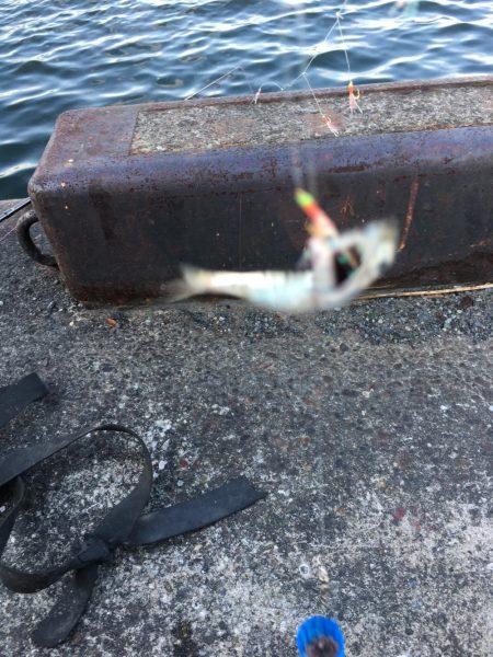 アジの刺身が食べたくて