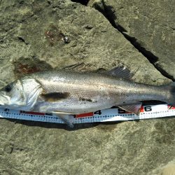 阿南市の那賀川河口でシーバス好調