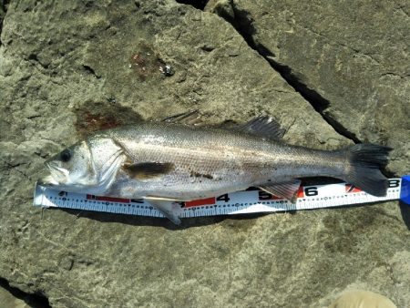 阿南市の那賀川河口でシーバス好調