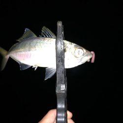 タチウオからの～湾奥ジャンボ当選(･∀･)