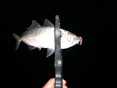 タチウオからの～湾奥ジャンボ当選(･∀･)