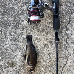 岩屋アジング調査