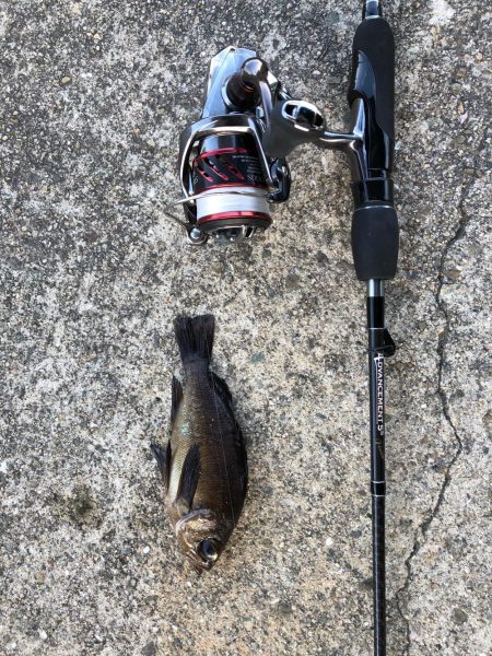 岩屋アジング調査