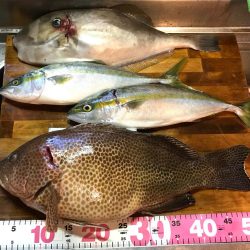 オオモンハタ56cm！！