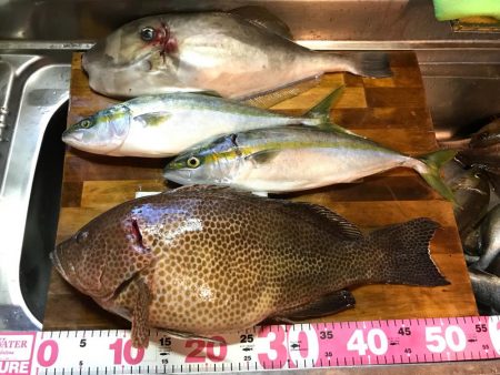 オオモンハタ56cm！！