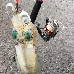 天気予報通りにはいきません(T . T)