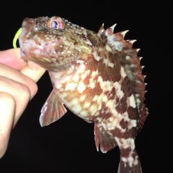 ワームでガシラ