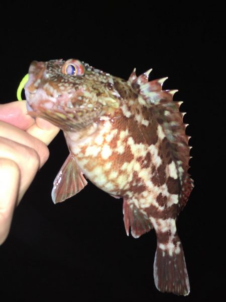 ワームでガシラ