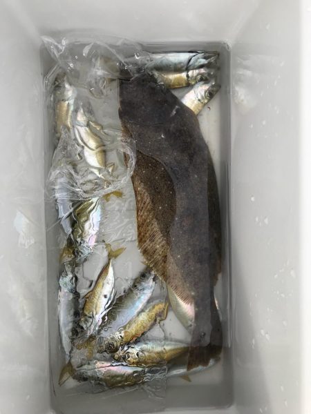 津田沖一文字でヒラメとマアジ釣れました。
