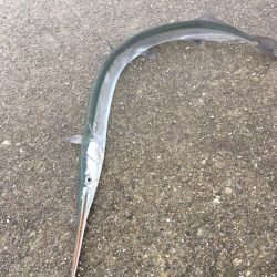 ショアジギング&釣り場の掃除