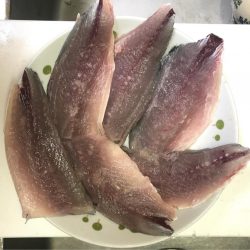 サバしか釣れなかった(・ω・)