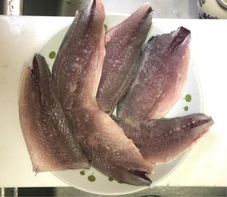 サバしか釣れなかった(・ω・)