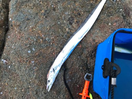 タチウオ、メッキ釣れてます！