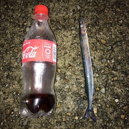 垂水漁港にサヨリの群れ！！