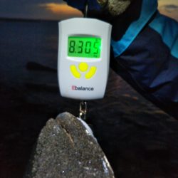 阿南市の那賀川河口でブリ