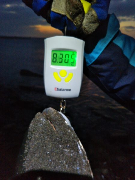 阿南市の那賀川河口でブリ