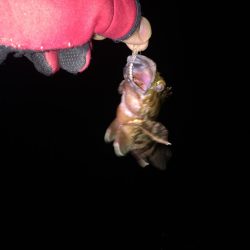 底ベタアジング！