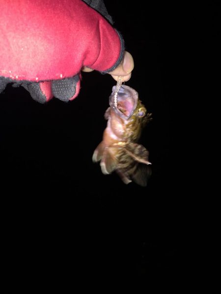 底ベタアジング！