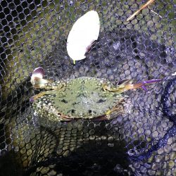 ビフテキ初チャレンジ^_^