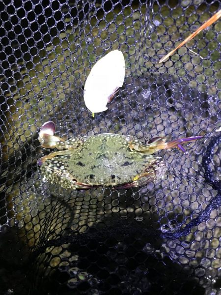 ビフテキ初チャレンジ^_^