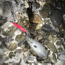 大里松原海岸 アオリイカ3杯