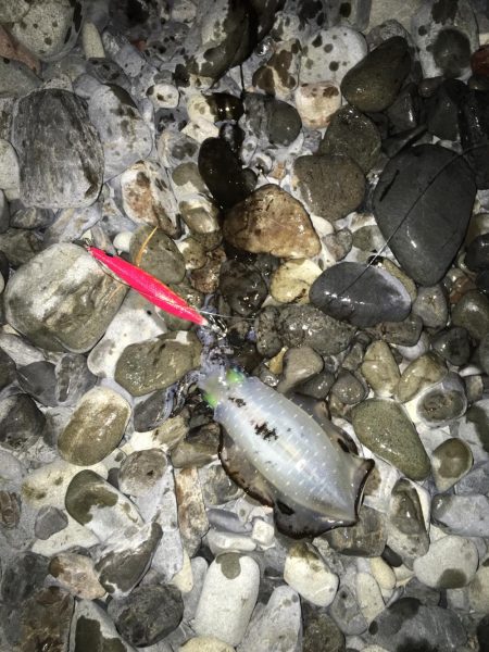 大里松原海岸 アオリイカ3杯