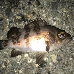 メバルの季節！