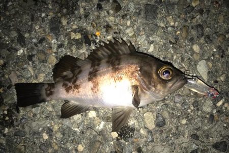 メバルの季節！