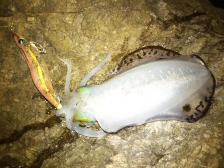 ナイトエギング