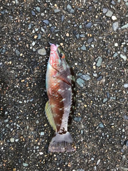 ミップル様周辺にて。