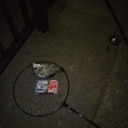 キビレ、セイゴ、太刀魚3種目